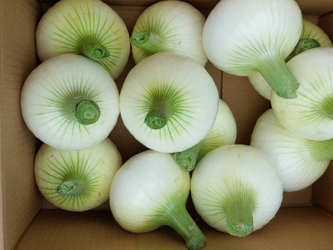 新タマネギ　3kg　限定20箱