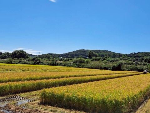 令和7年度新米※精米発送※】《ひとめぼれ》予約販売 10kg×1袋