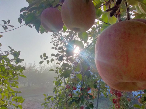 🍎秋の味覚🍎家庭用【完熟ふじりんご】5kg