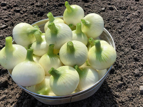 新タマネギ　3kg　限定20箱