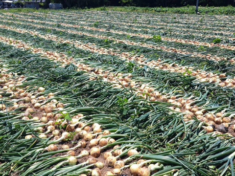 じゃがいも６種と玉ねぎ3キロセット