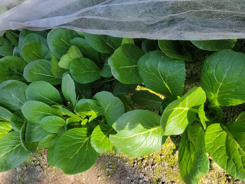 【旬の上州野菜 　秋・冬！】Mサイズ（6~7品目）梱包まで丁寧に