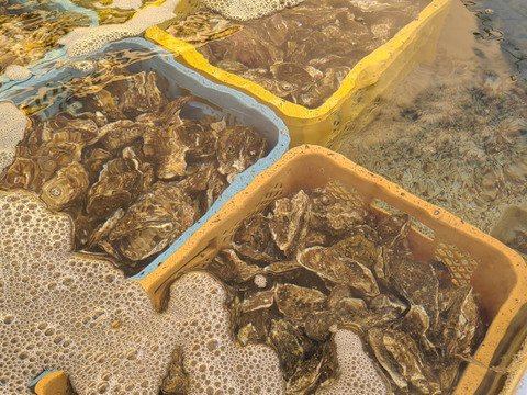 サロマ湖産✨2年牡蠣剥き身‼️ぷりっぷり✨1.5キロ(500g×3)