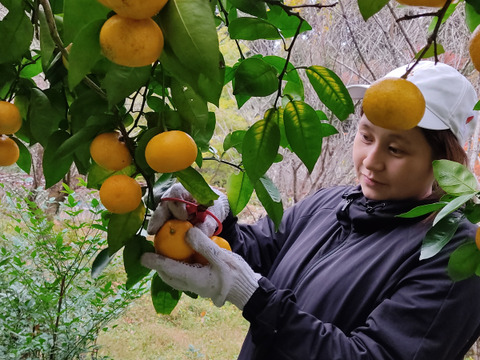 完熟ゆこう　3000g
生産量が少なくスーパーでは出回らない「幻の果実」京都の料亭では欠かせない存在であり、近年はヨーロッパのシェフたちにも愛さるローカル柑橘