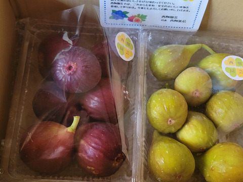 いちじく　２種セット　ドーフィン＆いちじくバナーネ　予約販売　順次配送