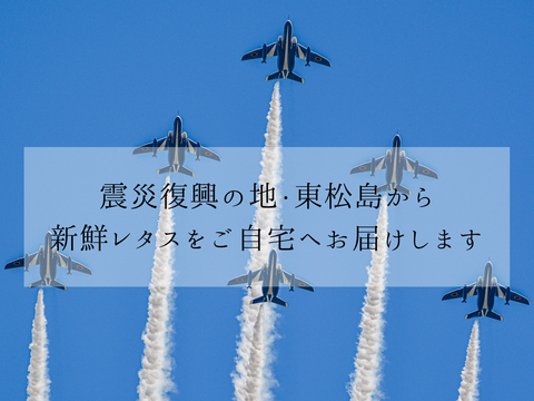 【父の日ギフト】【中容量】贈答用にも！洗わずに食べられるレタス食べ比べ7点セット（720ｇ）