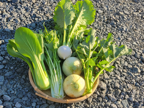 【旬の上州野菜　春！】お試しサイズ（3~5品目）梱包まで丁寧に