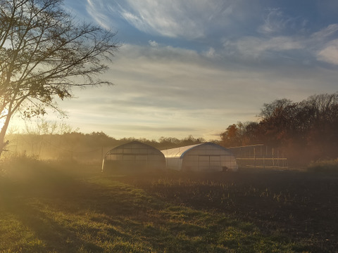 ★北海道★化学農薬不使用かぼちゃ、くり将軍6個セット、北海道産かぼちゃ