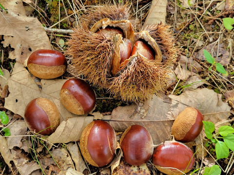 栽培期間中農薬不使用 幻の栗 利平 2kg：岡山県産の利平｜食べチョク