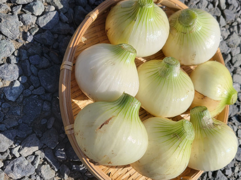 【手島農園｜春のイチオシ】群馬県前橋市産 新玉ねぎ2キロ