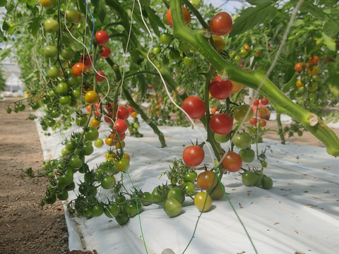 直売所で大人気！！完熟ミニトマト”べにすずめ”１.2㎏。南国宮崎の農園からお届け！！