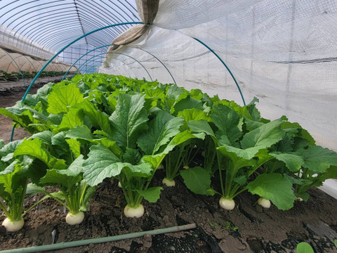 【旬の上州野菜　春！】お試しサイズ（3~5品目）梱包まで丁寧に