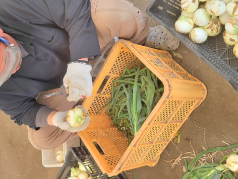 【手島農園｜春のイチオシ】群馬県前橋市産 新玉ねぎ2キロ