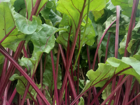 【農薬化学肥料不使用】程よい甘さで栄養豊富！ビーツ 約1.8kg