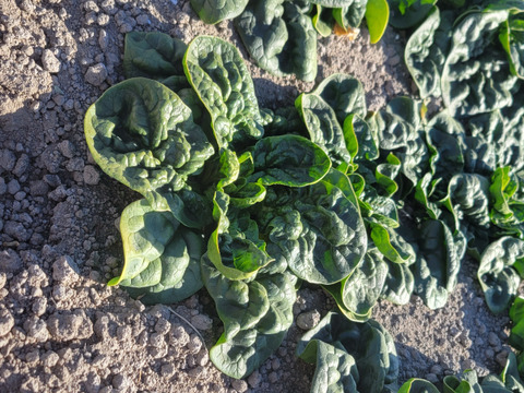 【旬の上州野菜　秋・冬！】Sサイズ（5~6品目）梱包まで丁寧に