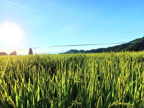 【先行予約】令和７年『コシヒカリ新米』5Kg×２袋 合計10Kg 標準精米