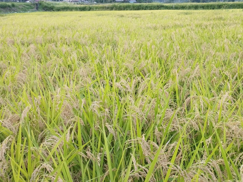 【新米】7年産 ひとめぼれ 玄米10キロ 柿渋袋 宮城県栗原市産