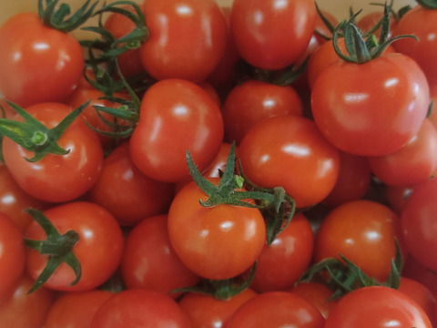 直売所で大人気！！完熟ミニトマト”べにすずめ”１.2㎏。南国宮崎の農園からお届け！！