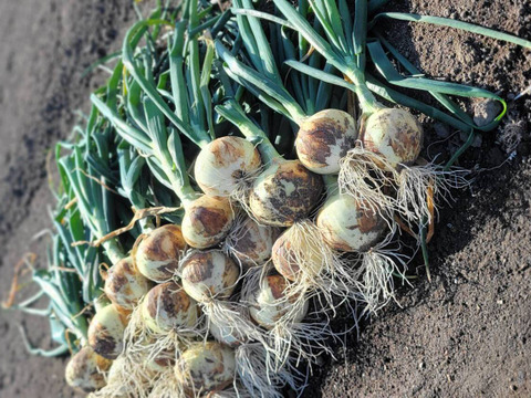 【旬の上州野菜　春！】Sサイズ（5~6品目）梱包まで丁寧に