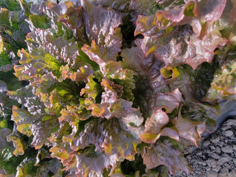 【寒冷地向け｜旬の上州野菜】お試しサイズ（3~5品目）梱包まで丁寧に