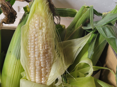 【朝どり】【プラチナコーン】『5本入り』　2弾目種蒔き分の収穫が始まりました。★昨年もご好評をいただきました★白いとうもろこし★生で食べるとメロンのようにジューシー
宅急便80サイズ《クール便》