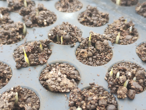 【令和６年道産一等米ゆめぴりか５kg】