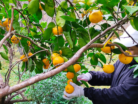 完熟ゆこう　5000g
生産量が少なくスーパーでは出回らない「幻の果実」京都の料亭では欠かせない存在であり、近年はヨーロッパのシェフたちにも愛さるローカル柑橘