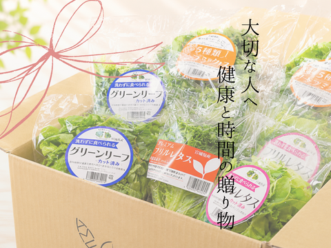 【父の日ギフト】【大容量】贈答用にも！洗わずに食べられるレタス食べ比べ12点セット（1140ｇ）