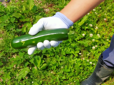 北海道産有機ズッキーニ13ｋｇ　化学合成農薬・化学肥料・除草剤不使用　お試しお買い得価格！この時期だけ！