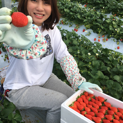 STRAWBERRY KUWABARA（桑原いちご園）