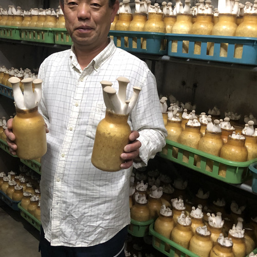 小林菌床
