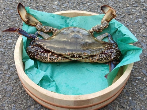 大きめワタリガニ　約3kg（5～6匹）
