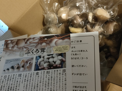 たぶん日本でここだけ！貴重な国産ふくろ茸（丸いもの1と半開きほか1ミックスセット）500g【冷凍真空パック250g×2】袋茸　ふくろたけ　フクロタケ