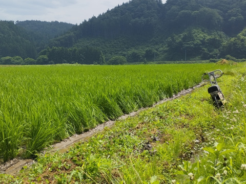 【新米】7年産 ひとめぼれ 玄米10キロ 柿渋袋 宮城県栗原市産