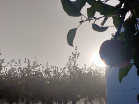 🍎秋の味覚🍎家庭用【完熟ふじりんご】5kg