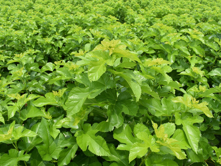 樹木医が育てた飲みやすい桑の葉茶 100g 農薬・化学肥料不使用