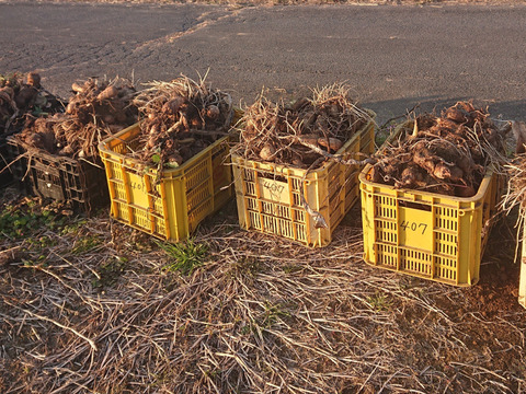 【農薬及び化学肥料不使用】ねっとり滑らかな里芋（3k）