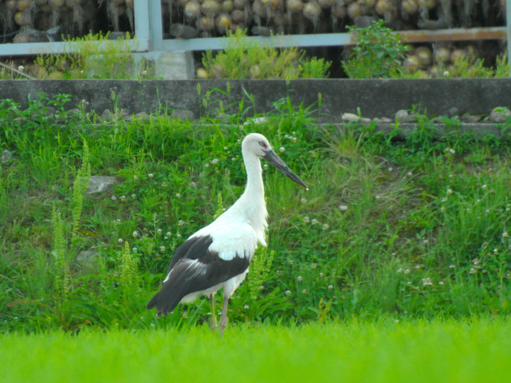コウノトリが来る田んぼ