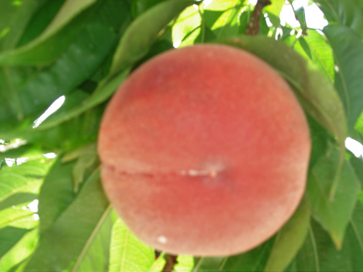 お中元に 贈ろう福島の桃 ３kg 福島県産 食べチョク 農家 漁師の産直ネット通販 旬の食材を生産者直送