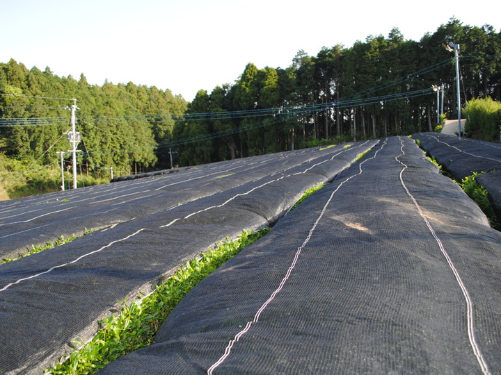 生産者のこだわり