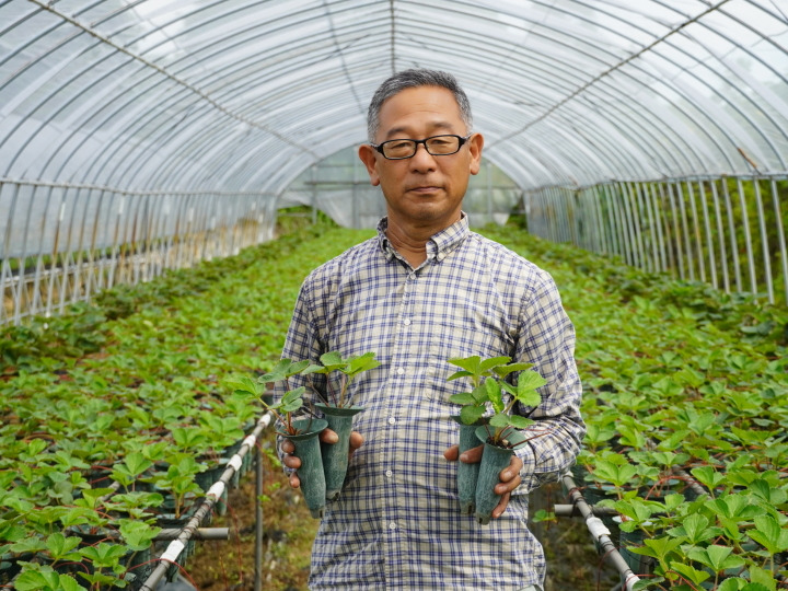 山の斜面で十分な太陽を浴びた甘い苺(品種:いちごさん)