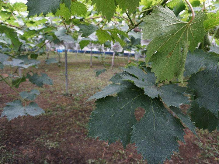 菌耕農法に挑戦!