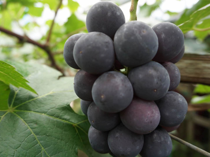 朝採りのおいしいぶどうを産地直送!
