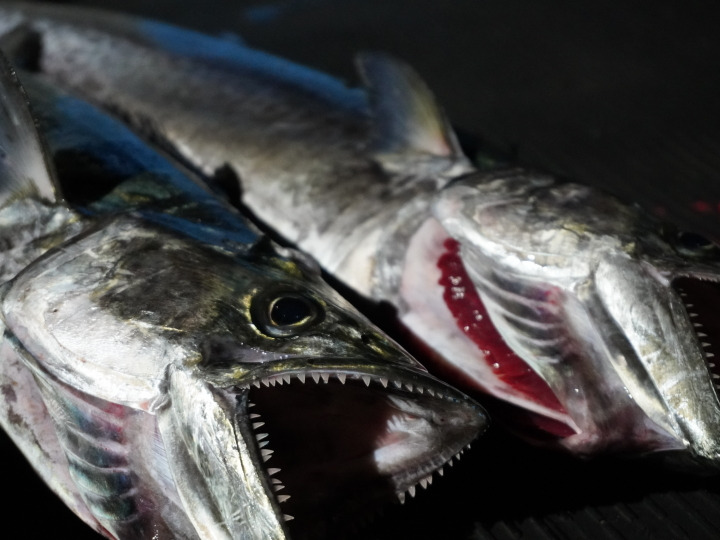 1匹まるごと使っちゃいます サワラで満腹セット 香川県産 食べチョク 農家 漁師の産直ネット通販 旬の食材を生産者直送