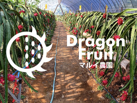 白果肉【群馬県産？！】完全完熟ドラゴンフルーツ 2キロ