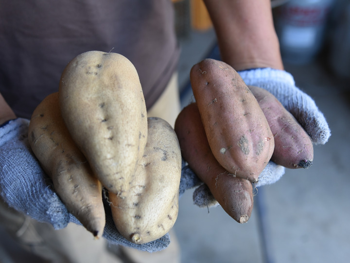 コロコロ熟成安納芋5キロ SSサイズ：山形県産の安納芋｜食べ