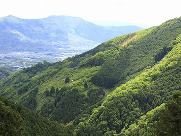 緑豊かな森山の里山