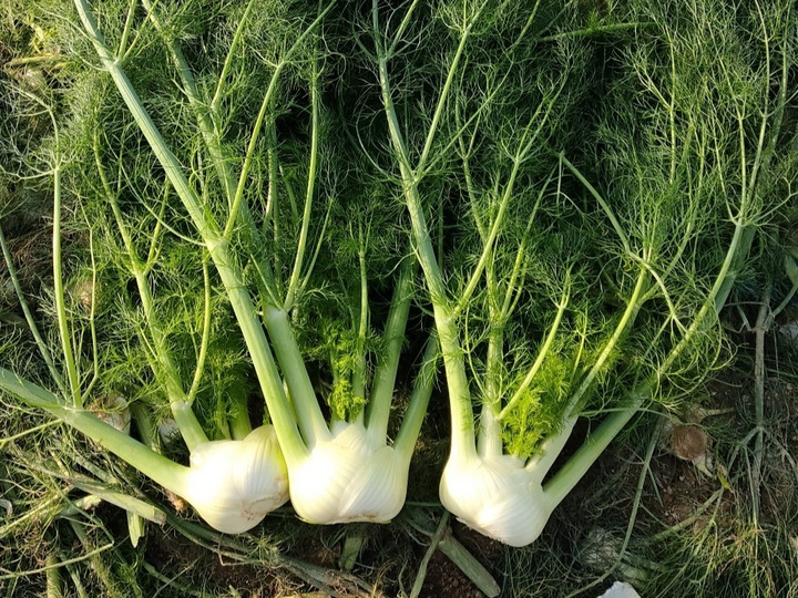 生産者のこだわり