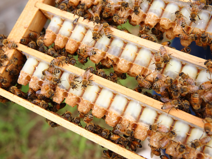 アズマ養蜂場 みつばち農園の紹介 大阪府 食べチョク 農家 漁師の産直ネット通販 旬の食材を生産者直送