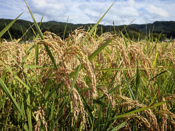 はるみ 白米 30キロ（袋込み） 自然栽培米 無肥料 無農薬 令和４年度 天日干し アレルギー 離乳食 ハゼかけ
